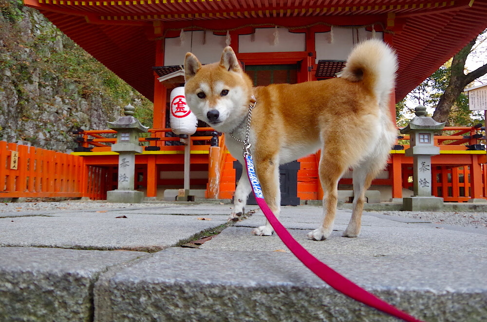 网球新星崭露头角 年仅十六岁闯入八强，网球名星