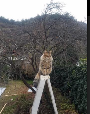 花样滑冰技术动作不断创新,花样滑冰滑行技术
