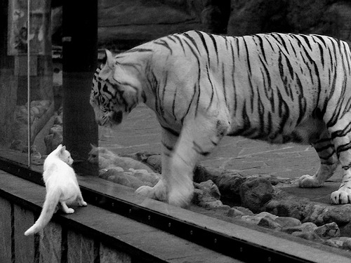 乌拉圭男篮在南美锦标赛中表现出色，力争更好成绩，乌拉圭篮球赛